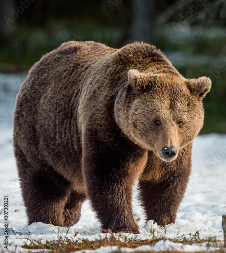 Close up portrait of adult male Brown Bear on a snow-covered swamp in the spring forest. Eurasian brown bear  (Ursus arctos arctos)