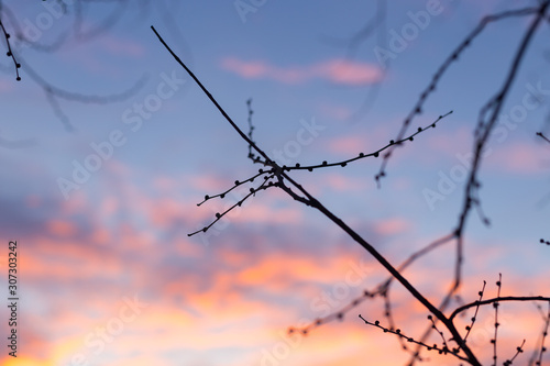 Silhouettes of tree branches at dawn. Sun. Nature sunrise. Trees silhouettes on sunrise background. Silhouettes of trees in the morning mood. silhouettes of bare winter branches