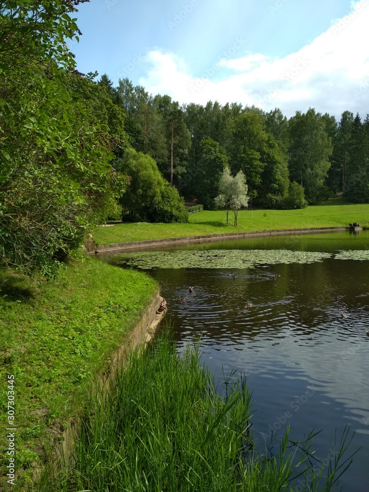 Beautiful view of the park in Pavlovsk. Russia. Bright green grass, a pond, trees and a blue sky with clouds.