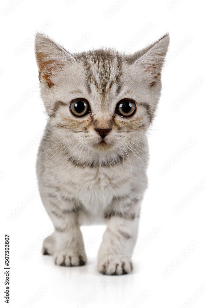 Cute little grey kitten standing on white background Cute little grey kitten standing on white background