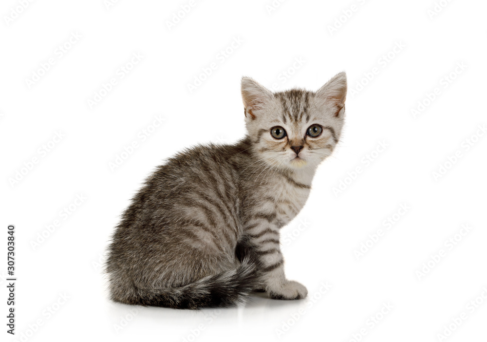 Lovely little grey kitten sitting on white background