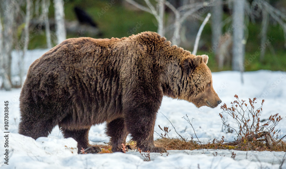 Close up portrait of adult male Brown Bear on a snow-covered swamp in the spring forest. Eurasian brown bear (Ursus arctos arctos) Close up portrait of adult male Brown Bear on a snow-covered swamp in the spring forest. Eurasian brown bear (Ursus arctos arctos)