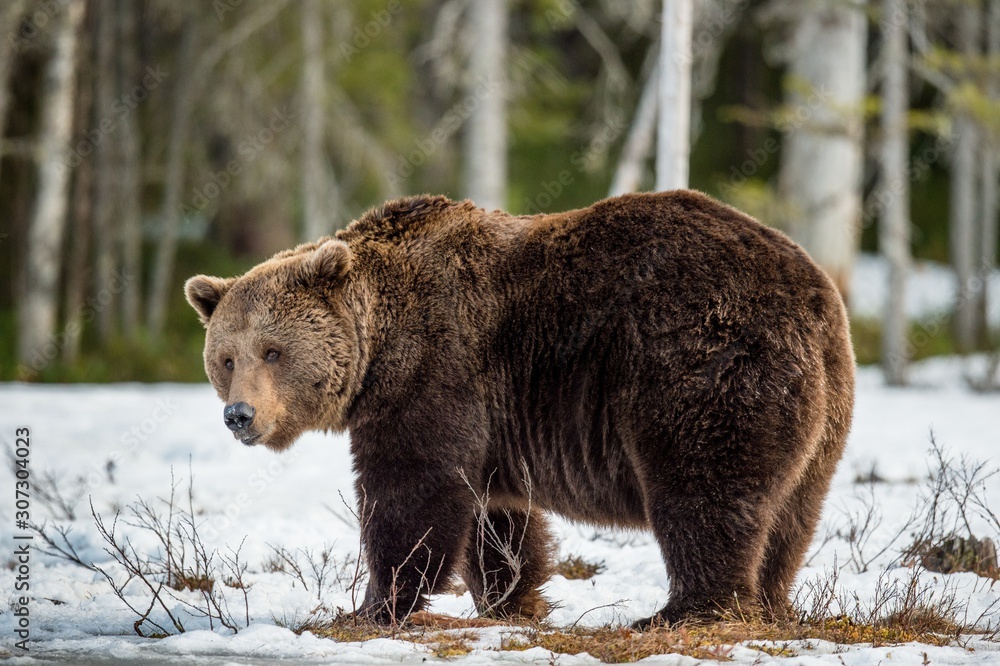Obraz premium Close up portrait of adult male Brown Bear on a snow-covered swamp in the spring forest. Eurasian brown bear (Ursus arctos arctos)