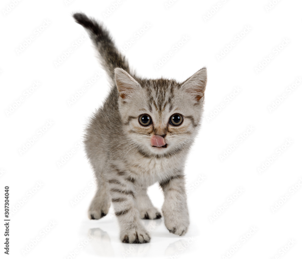 Cute little grey kitten walks on white background