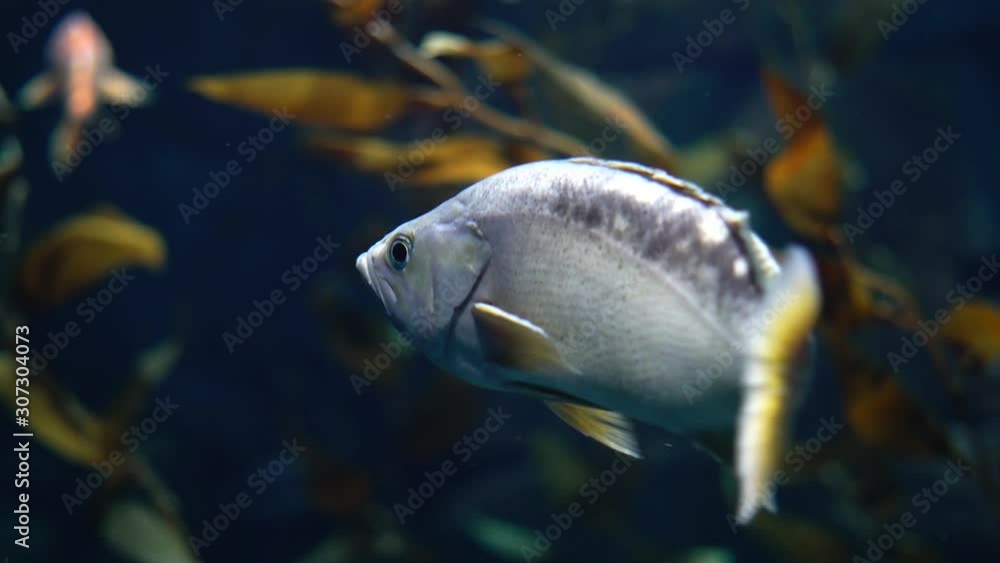 Close Up Shot of a Canary Rockfish Close Up Shot of a Canary Rockfish