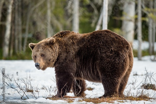 Close up portrait of adult male Brown Bear on a snow-covered swamp in the spring forest. Eurasian brown bear (Ursus arctos arctos)