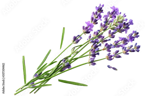 Fototapeta Naklejka Na Ścianę i Meble -  lavender flowers isolated on white background. bunch of lavender flowers.
