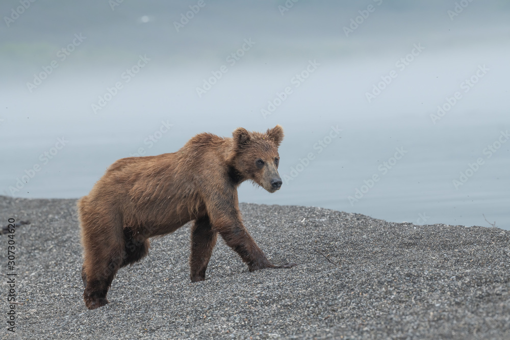 Obraz premium Ruling the landscape, brown bears of Kamchatka (Ursus arctos beringianus)