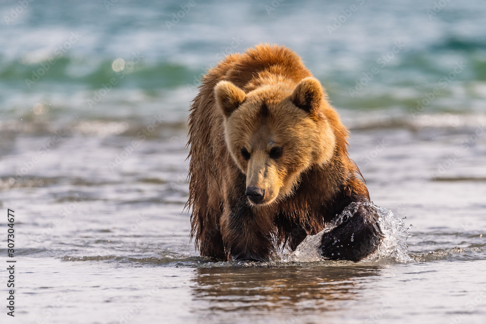 Obraz premium Ruling the landscape, brown bears of Kamchatka (Ursus arctos beringianus)