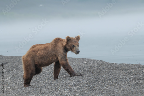 Rządząc krajobrazem, niedźwiedzie brunatne Kamczatki (Ursus arctos beringianus)