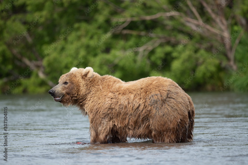 Ruling the landscape, brown bears of Kamchatka (Ursus arctos beringianus) Ruling the landscape, brown bears of Kamchatka (Ursus arctos beringianus)