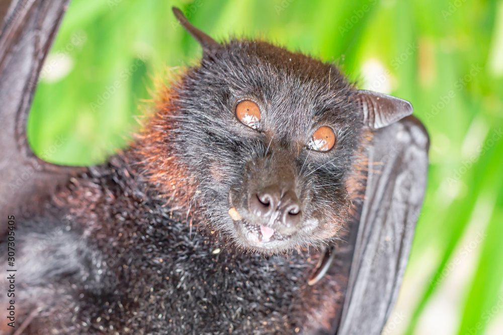 Portrait of fruit bat, or flying foxe, close-up. Cute funny fluffy asian animal eats fruit and smiles Portrait of fruit bat, or flying foxe, close-up. Cute funny fluffy asian animal eats fruit and smiles