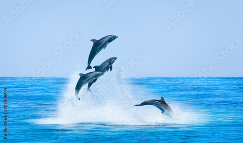Group of dolphins jumping on the water - Beautiful seascape and blue sky
