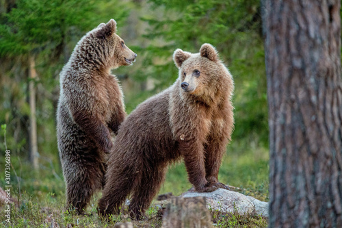 Brown Bears ( Ursus Arctos ) in the summer forest.