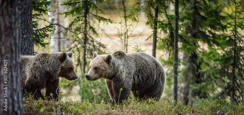 Wild Brown Bears   Ursus Arctos   in the summer forest.