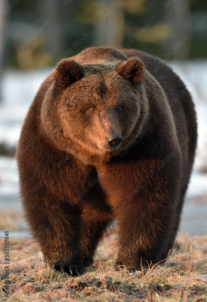 Brown Bear (Ursus arctos) male on the bog in spring forest. Close up portrait in sunset light. Brown Bear (Ursus arctos) male on the bog in spring forest. Close up portrait in sunset light.
