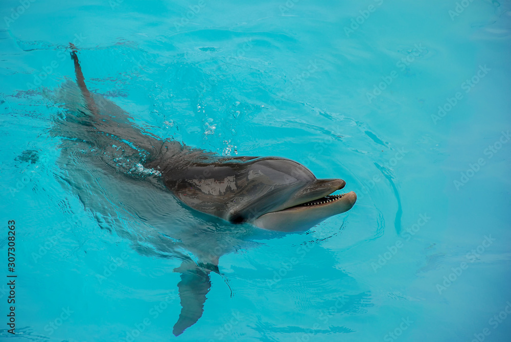Obraz premium Common Bottlenose Dolphin (Tursiops truncatus)