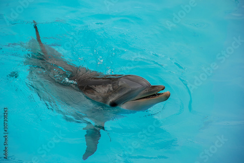 Common Bottlenose Dolphin  Tursiops truncatus 