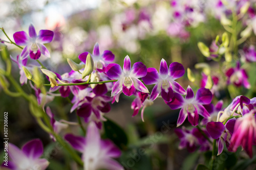 Vibrant violet orchid in orchid garden