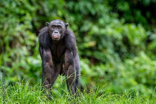 Adult male of Bonobo on the Green natural background in natural habitat. The Bonobo ( Pan paniscus), called the pygmy