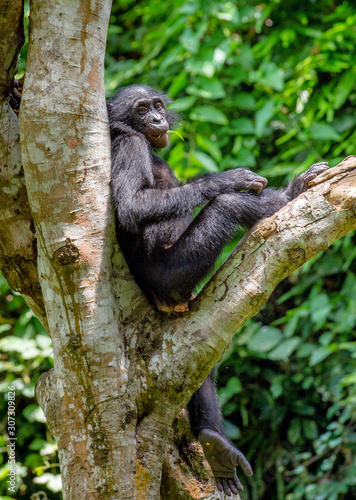Close up Portrait of Bonobo Cub on the tree in natural habitat. Green natural background. The Bonobo   Pan paniscus   called the pygmy chimpanzee. Democratic Republic of Congo. Africa