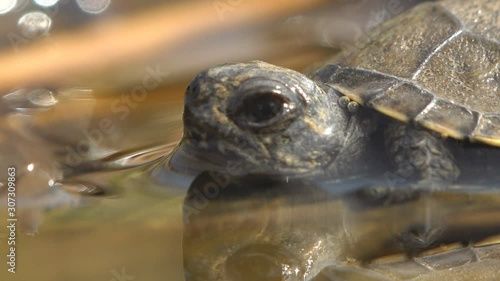 Young small turtle first reached water after birth and after long journey on hot road. Macro view animal in wildlife photo