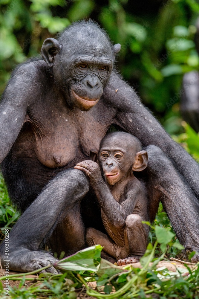 Mother and Cub of Bonobo in natural habitat. Close up Portrait. Green natural background. The Bonobo ( Pan paniscus), called the pygmy chimpanzee. Democratic Republic of Congo. Africa Mother and Cub of Bonobo in natural habitat. Close up Portrait. Green natural background. The Bonobo ( Pan paniscus), called the pygmy chimpanzee. Democratic Republic of Congo. Africa