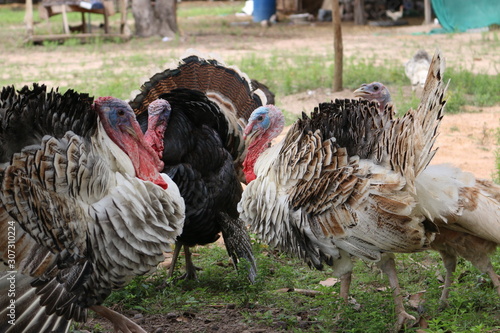 breeding turkeys. White turkey portrait. Flock of Turkeys at the farm. Many turkeys live independently. Pasture raised turkey on a farm.Turkey on a farm (7)