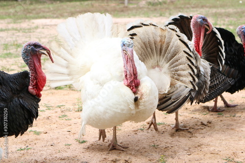 breeding turkeys. White turkey portrait. Flock of Turkeys at the farm. Many turkeys live independently. Pasture raised turkey on a farm.Turkey on a farm (7)