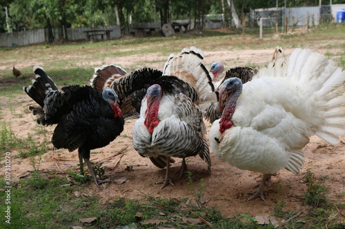 breeding turkeys. White turkey portrait. Flock of Turkeys at the farm. Many turkeys live independently. Pasture raised turkey on a farm.Turkey on a farm (7)