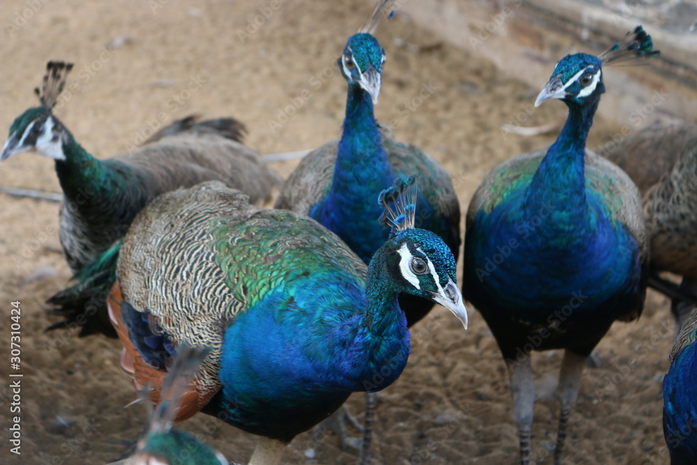 Fototapeta premium Many peacocks lack freedom. Captured in the zoo