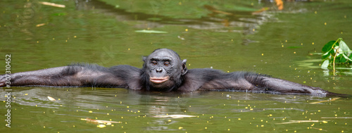 Bonobo in the water. Natural habitat. Green natural background. The Bonobo ( Pan paniscus), called the pygmy chimpanzee. Democratic Republic of Congo. Africa