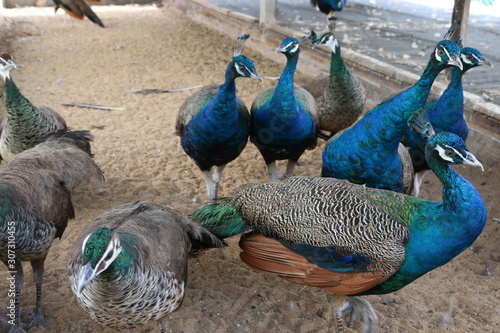 Many peacocks lack freedom. Captured in the zoo