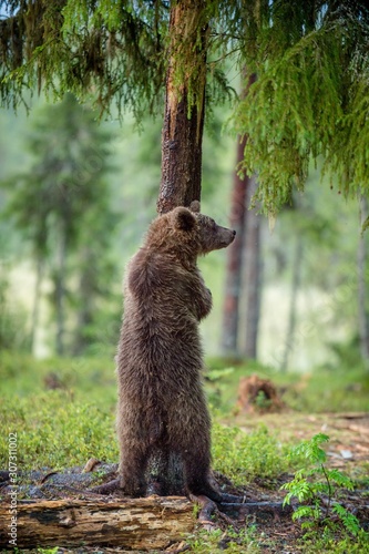 The juvenile brown bear standing on hinder legs. Ursus Arctos ( Brown Bear)