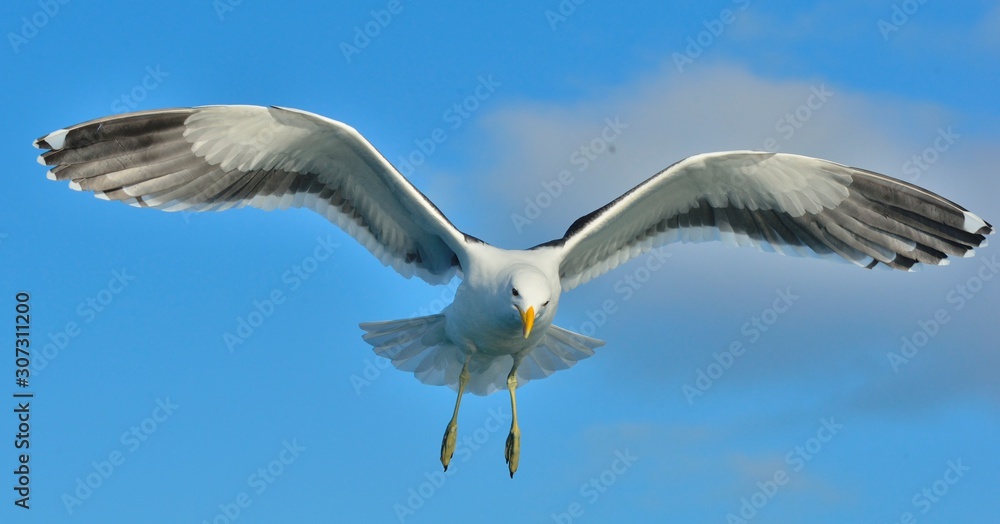 Fototapeta premium Flying Adult Kelp gull Larus dominicanus, also known as the Dominican gull and Black Backed Kelp Gull. Blue sky natural background. False Bay, South Africa
