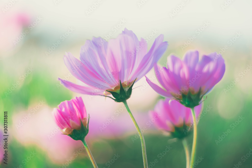 pink cosmos flowers background in vintage style