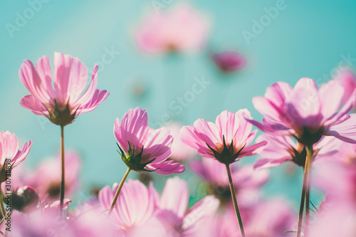 pink cosmos flowers background in vintage style