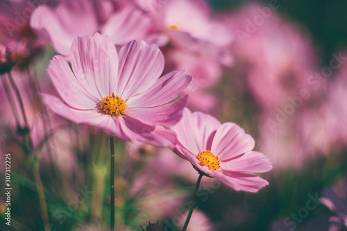 pink cosmos flowers background in vintage style
