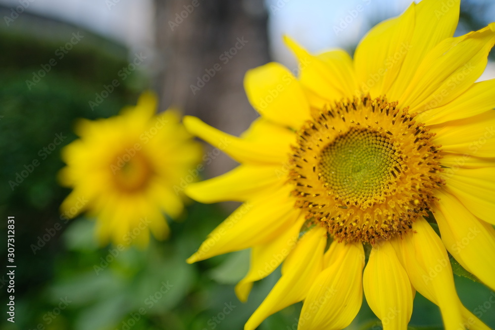 Summer beautiful yellow sunflower blossom Summer beautiful yellow sunflower blossom