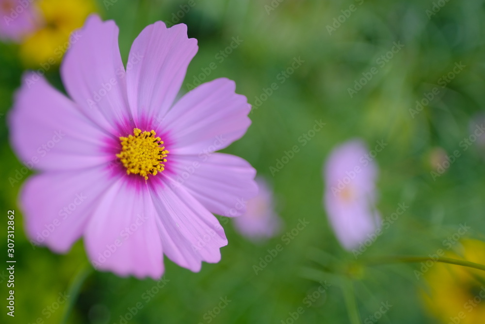 cute little pink flower in petal color cute little pink flower in petal color