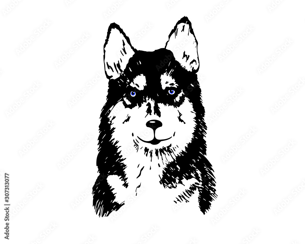 vector image of a black and white dog. husky print for t-shirt or cup, plate