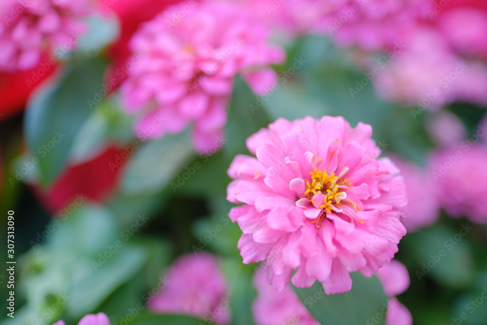 cute little pink flower in petal color