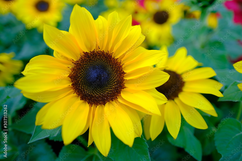 Obraz premium Summer beautiful yellow sunflower blossom