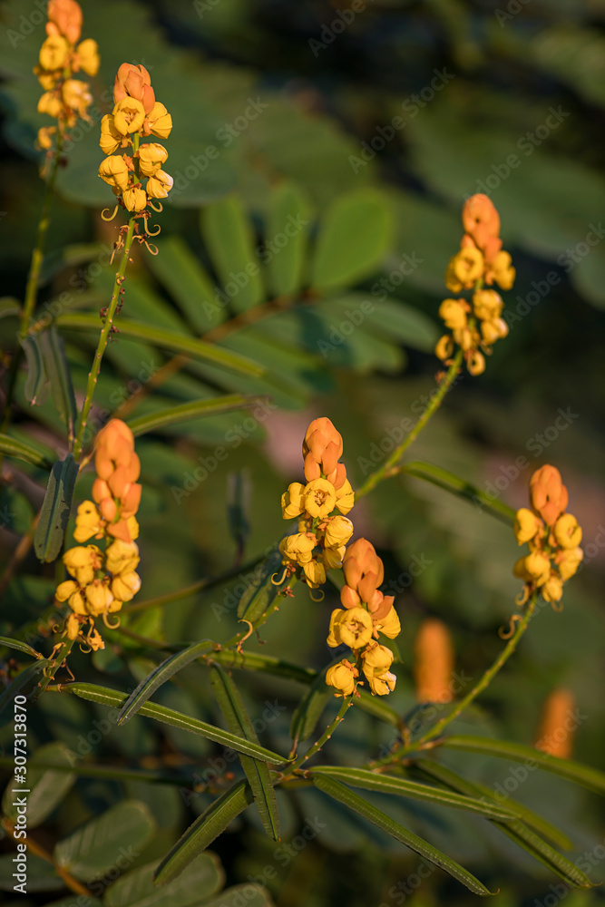 Candle bush flowers in the plantation . Beautiful Senna alata plant.Also known as emperor's candlesticks,candle bush. candle bush flower or ringworm bush in the forest with nature blurry background. Candle bush flowers in the plantation . Beautiful Senna alata plant.Also known as emperor's candlesticks,candle bush. candle bush flower or ringworm bush in the forest with nature blurry background.