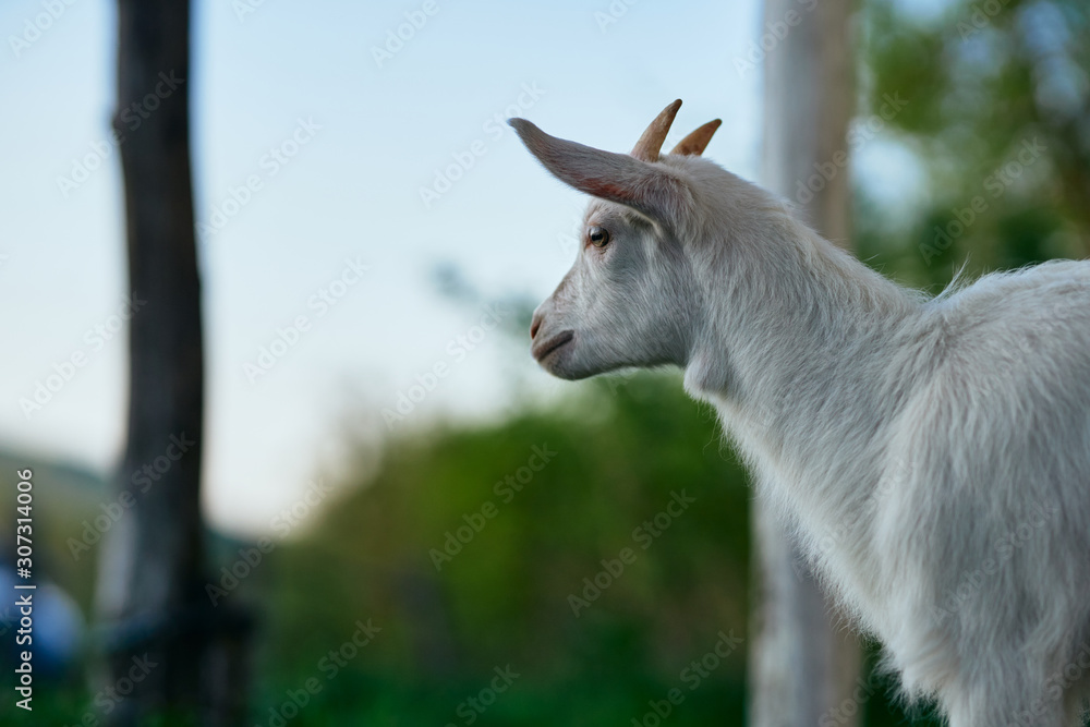 Fototapeta premium goat on a farm