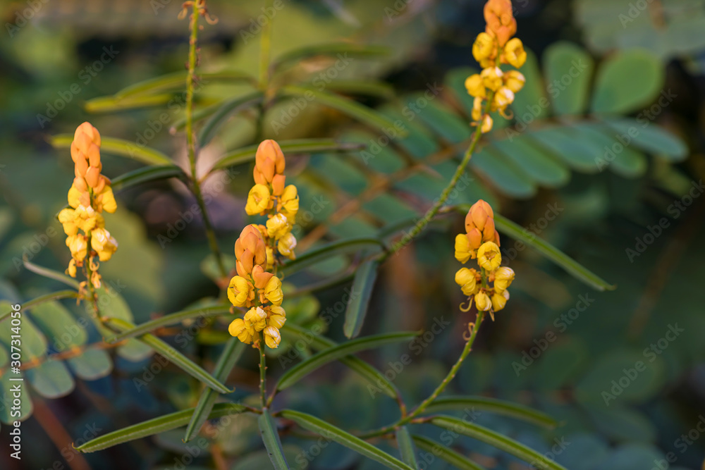 Candle bush flowers in the plantation . Beautiful Senna alata plant.Also known as emperor's candlesticks,candle bush. candle bush flower or ringworm bush in the forest with nature blurry background. Candle bush flowers in the plantation . Beautiful Senna alata plant.Also known as emperor's candlesticks,candle bush. candle bush flower or ringworm bush in the forest with nature blurry background.