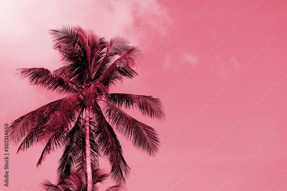 Palm tree against a cloudy sky on a sunny day. Tropical background pink color toned