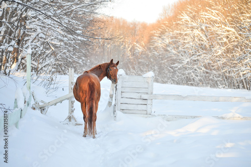 horse in winter © Аврора Ничаева