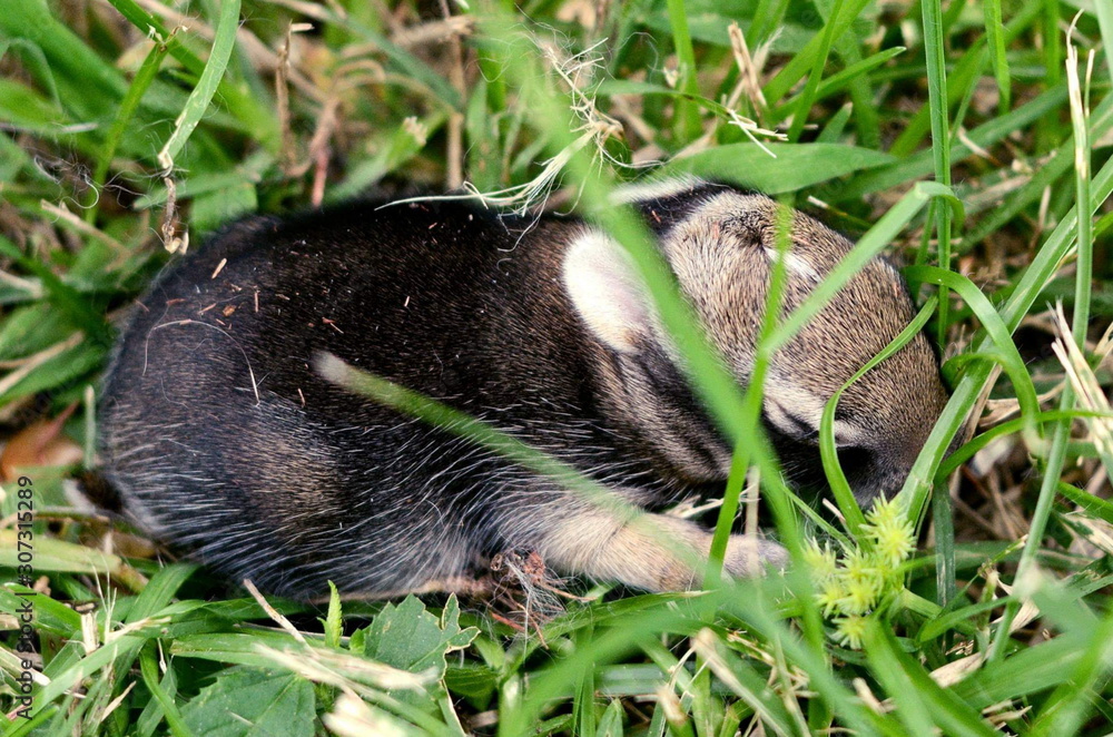 Baby Eastern Cotton Tail Rabbit Baby Eastern Cotton Tail Rabbit