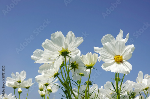 White cosmos flowers and blue sky